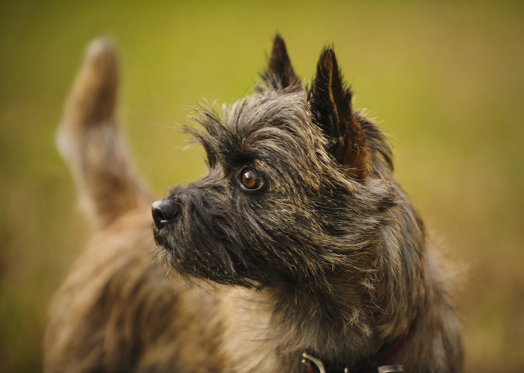 #51. Cairn terrier (tie)